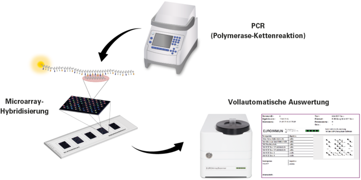 PCR / Microarray-Hybridisierung Automatische Auswertung